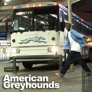 American Greyhounds