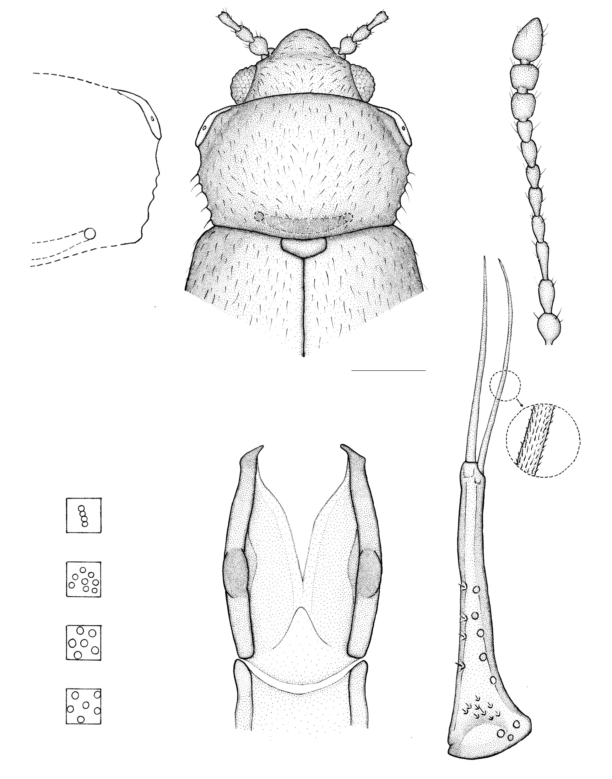 Micrambe natalensis