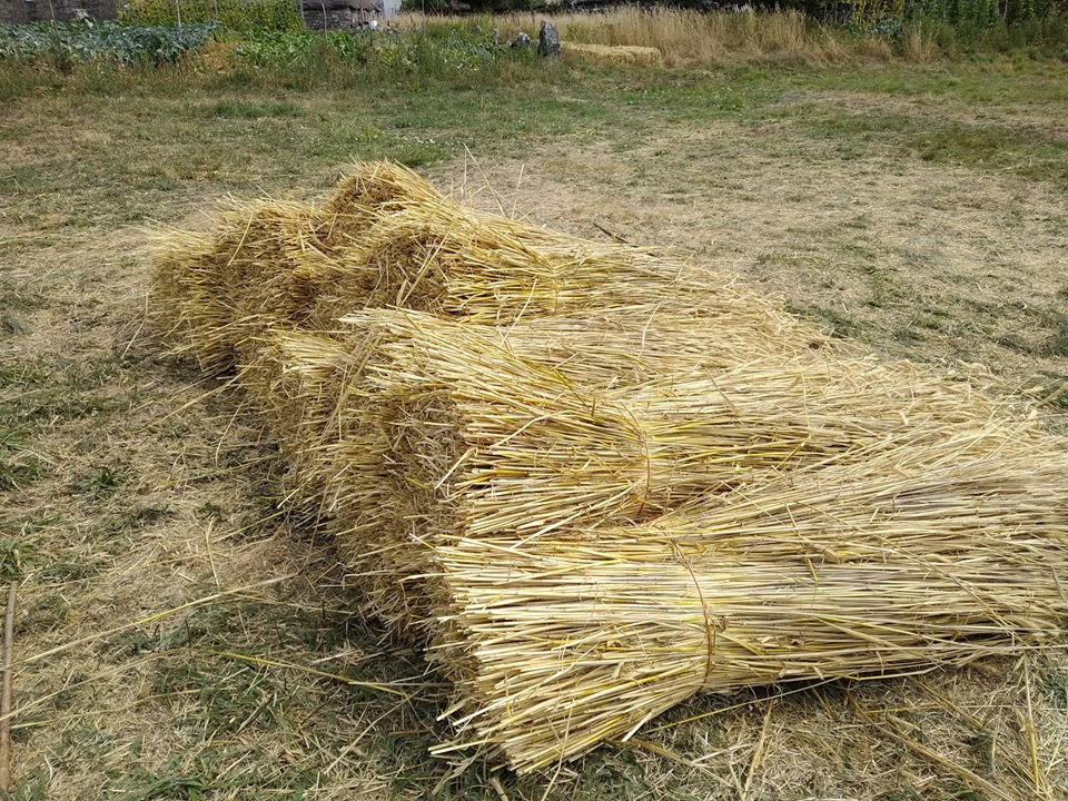 Feixes de colmo obtidos na malla. Fonte: Teitos do Piornedo