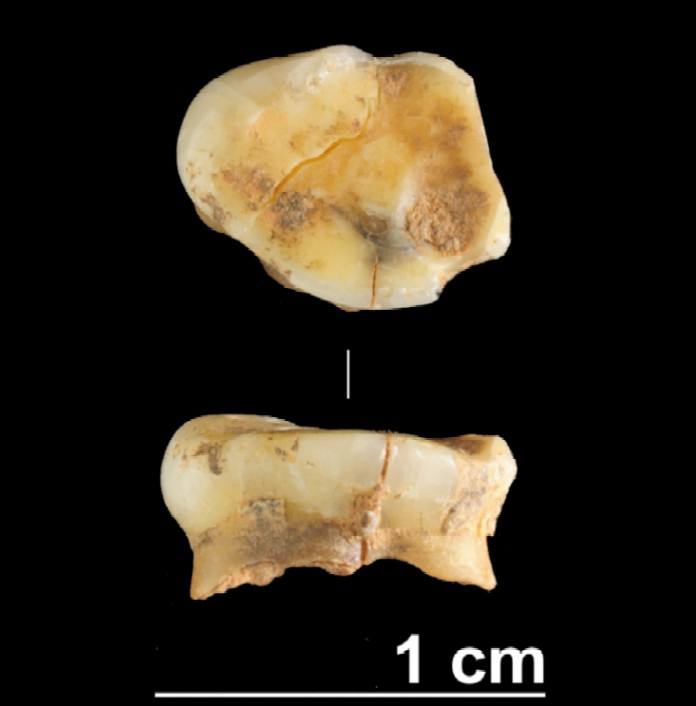 Dente de 17.000 anos atopado en Valdavara