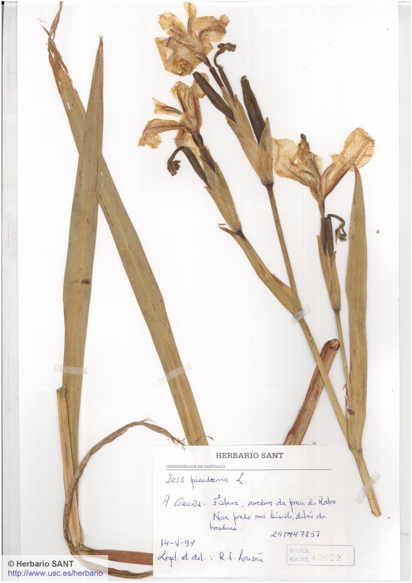 Iris pseudacorus (Acuática)