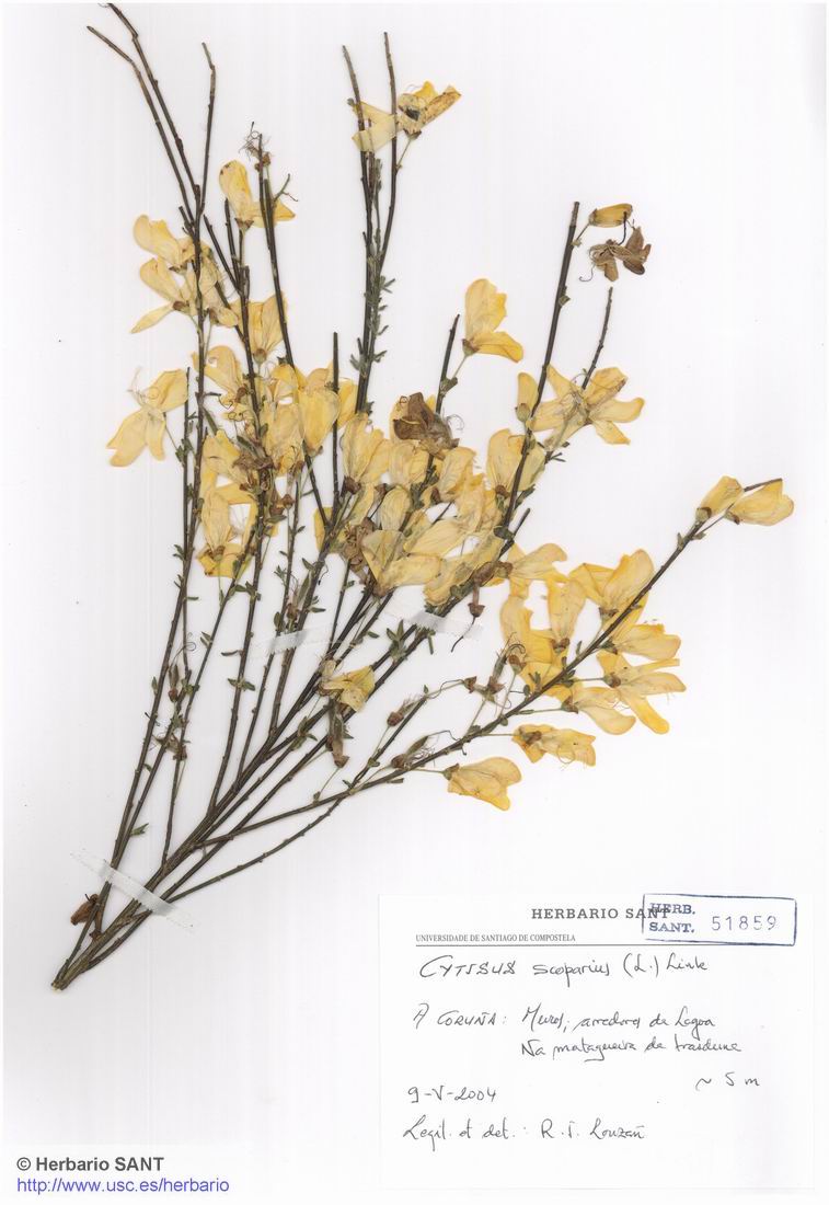 Cytisus scoparius (Xesteira)