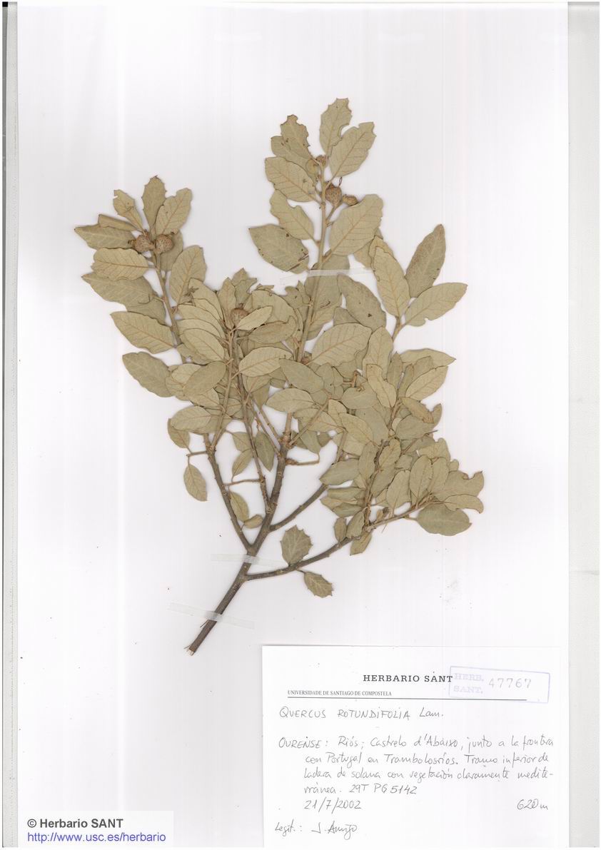 Quercus rotundifolia (Bosque mediterráneo)