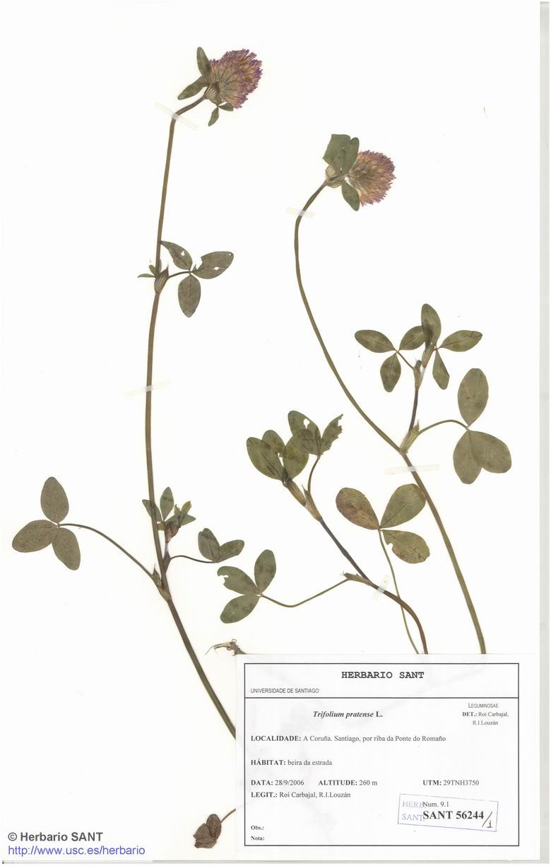 Trifolium pratense (Prado)