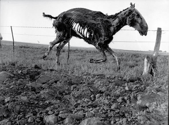 A do cabalo é dunha viaxe a Chile, en 1949-1950.