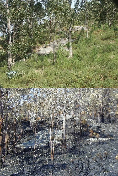 Efectos dos incendios sobre os petróglifos