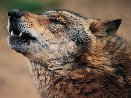 Foto de lobo ibérico