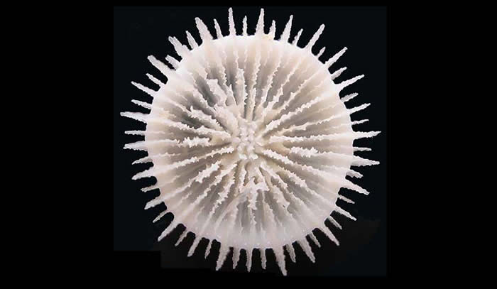 Coral solitario (<i>Deltocyathus eccentricus</i>) no Banco de Galicia. É o achado máis septentrional desta especie ©Álvaro Altuna/ECOMARG-IEO