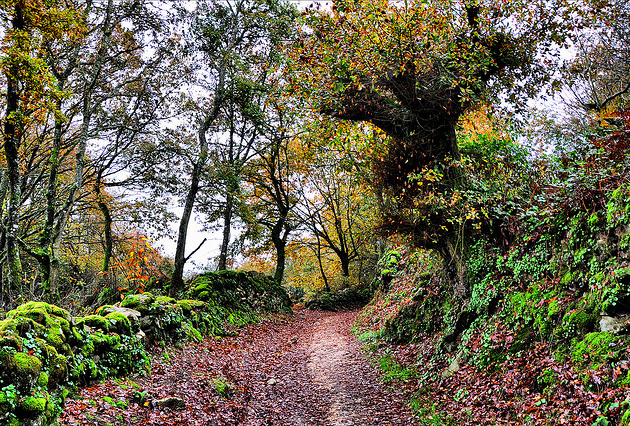 Corredoira en Sarria. Foto: Tiocachi en <a href=