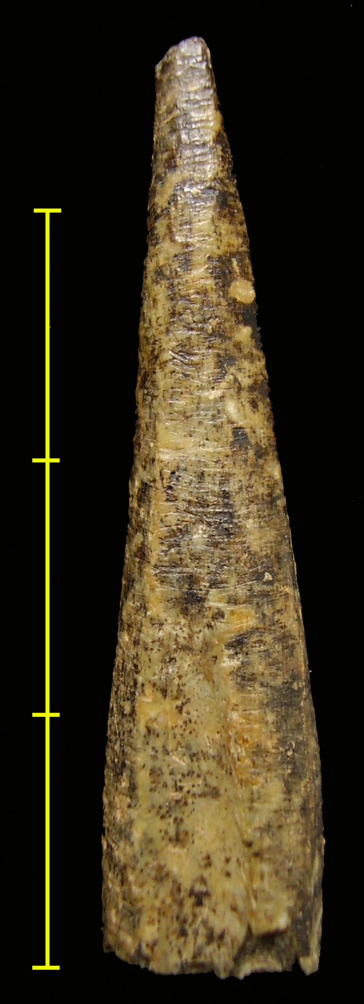 Artefacto fabricado en óso atopado en Valdavara 1. Paleolítico Superior. Foto: Manuel Vaquero