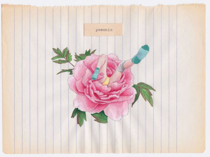 <i>Paeonia</i>. Tamara Feijóo, 2011.