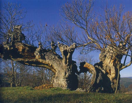 Árbores monumentais