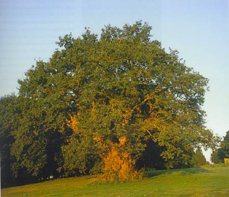 Árbores monumentais